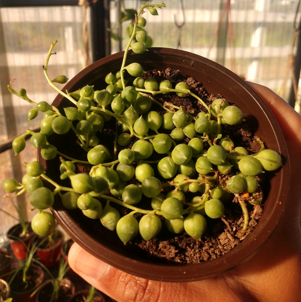 COPY - Plant string of pearls 🌱💚